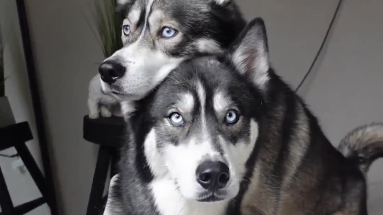 "Smart Husky Hugs Brother on Command: Heartwarming and Clever!"