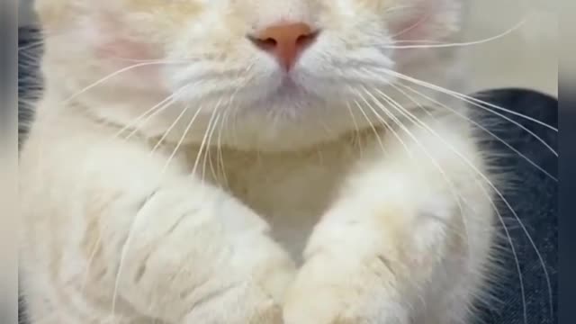 Cute funny cat