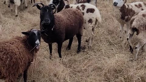 Moving Sheep Ahead of the Snow