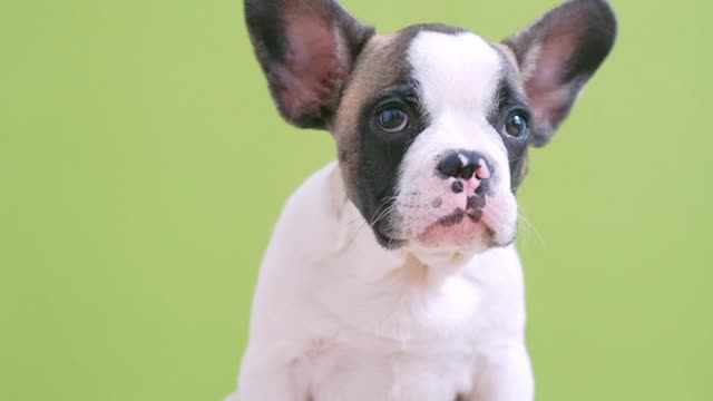 Cute puppy sitting on stool