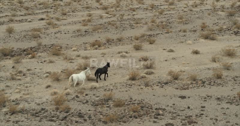 Wild Horses in the desert 3rd