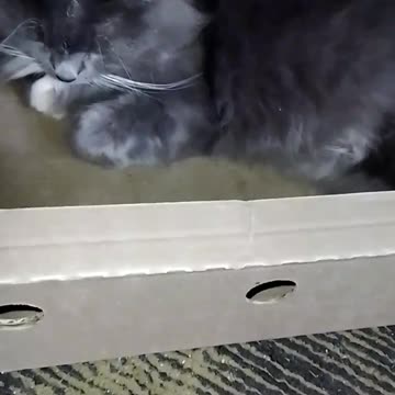 Kitten Climbs into a Box and Freshens Up😻