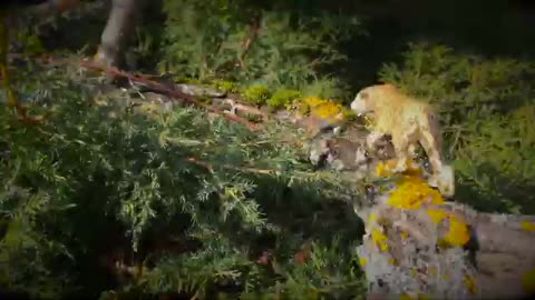 Pantanal Jaguar VS African Leopard_Cut.mp4