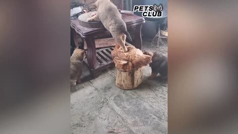 Funniest animals#cuteness overloaded#