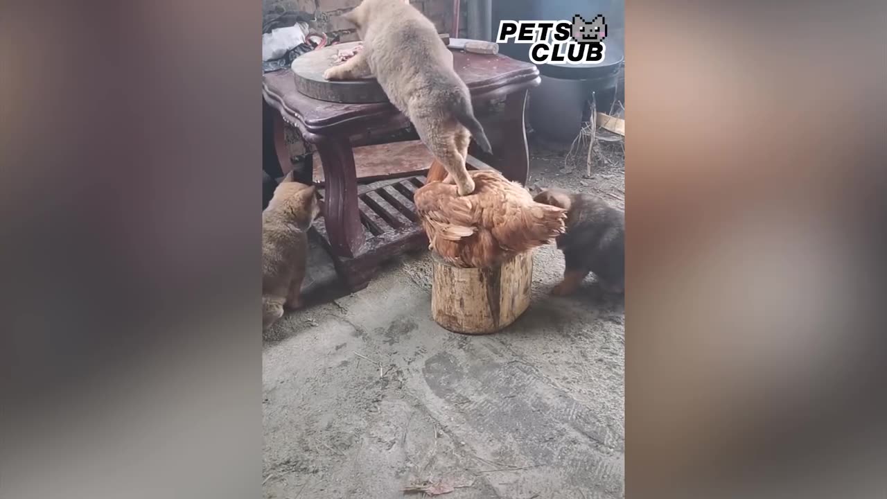 Funniest animals#cuteness overloaded#