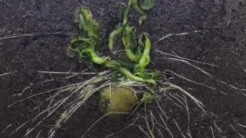 Potato growing underground