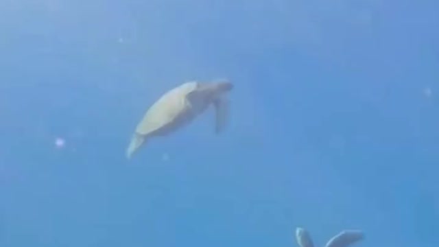 Sea turtles high-five each other in the ocean 😮