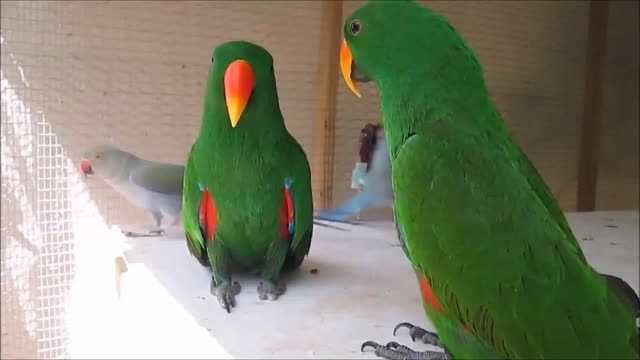 Funny BIRDS & PARROTS Talking and Singing