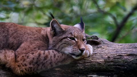 Lynx. Interesting facts about life.