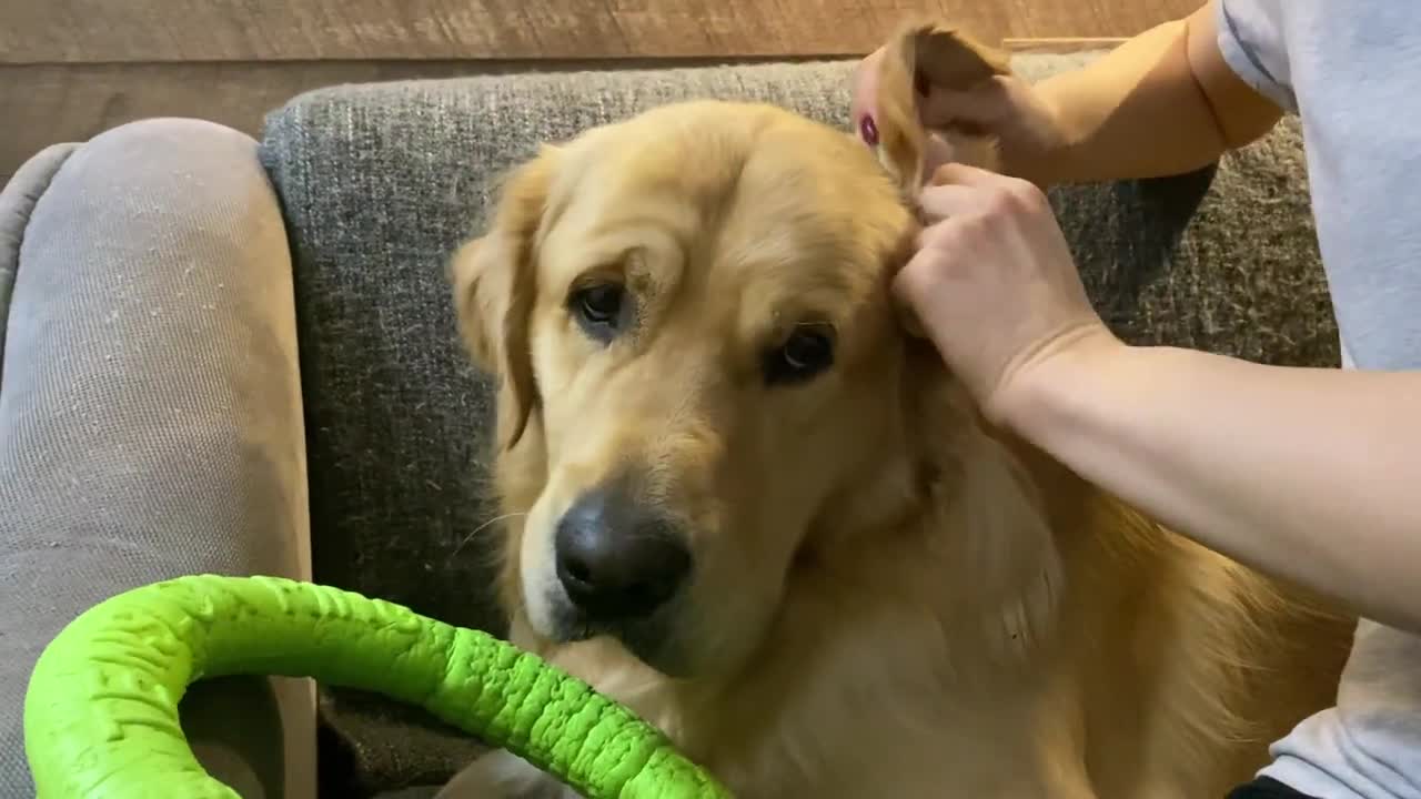 Dog ear cleaning