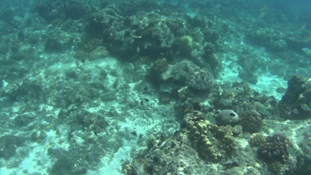 Snorkelling Balicasag Island, Philippines