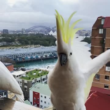 Cocktail birds standing on the edge of the balcony in downtown Sydney