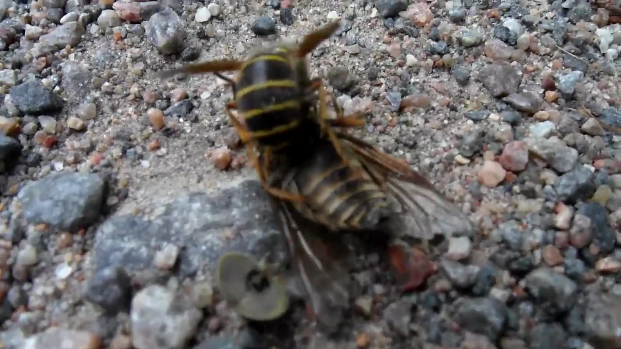 Wasp kills horse fly but then gets robbed