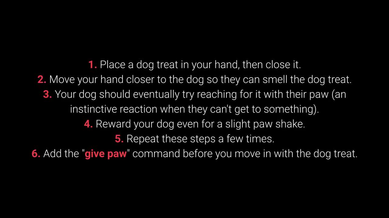 how to train your dog TOP 10 Essential Commands Every Dog Should Know!