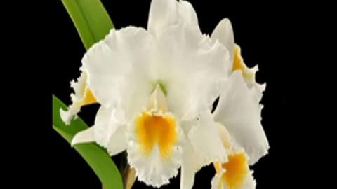 Cattleya Bow Bells