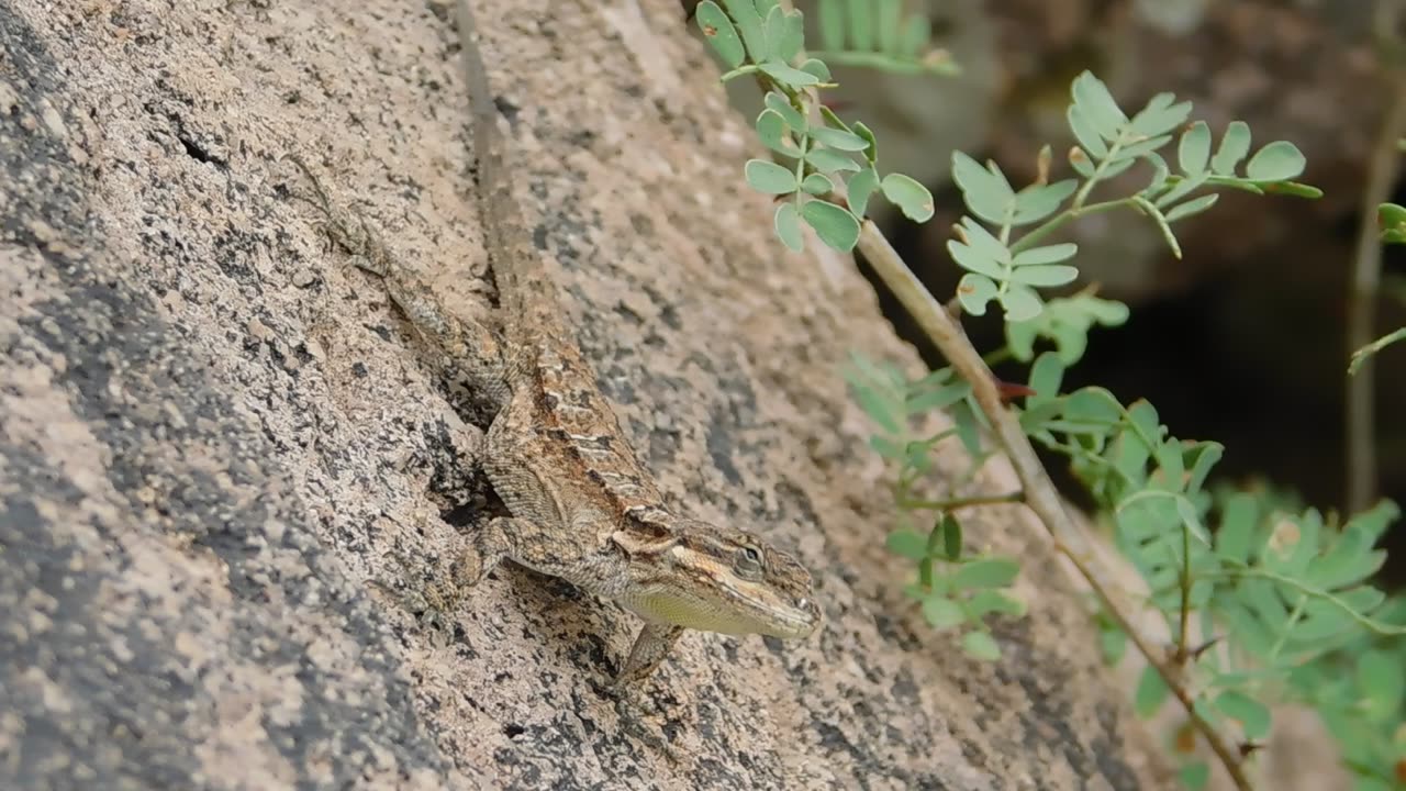 Amazing Lizard Perfectly Matches The Color Of The Rocks