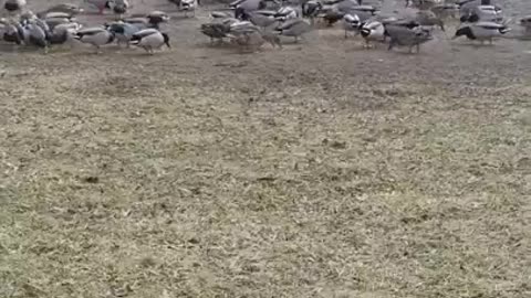 Amanda Grace Talks Noahs Ark Animal Relief Fund-Fishkill Chapter Afternoon Feeding and Goose Tales!!