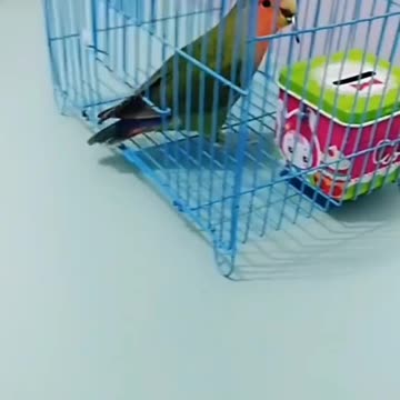 Cute bird
