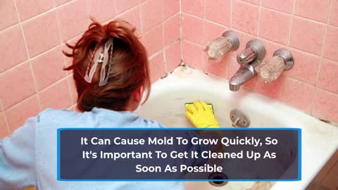 Toronto Mold Removal