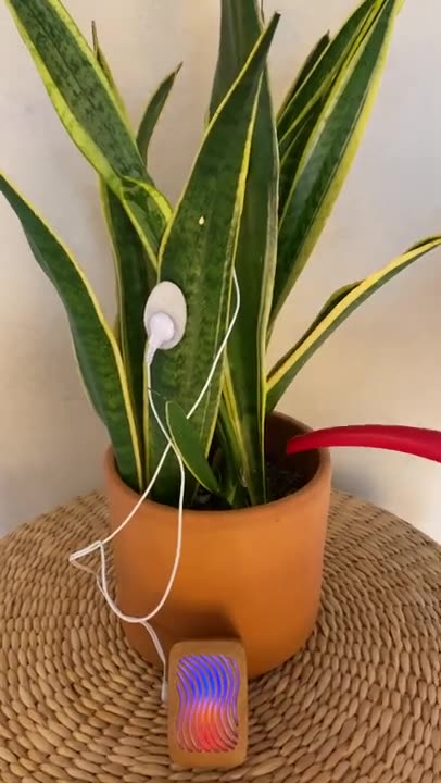 The Sound a Plant Makes When Watered - AMAZING!