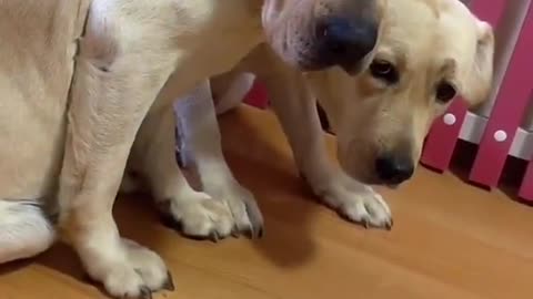 Epic Reaction Of 2 Dogs While Their Friend Got Vaccinated