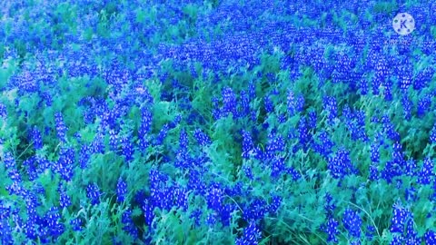 Lupins flora grass in a very butiful.