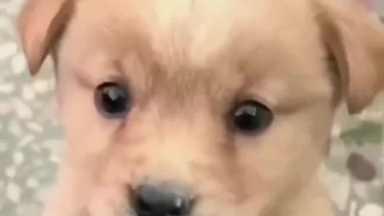 Dog ডায়লগে