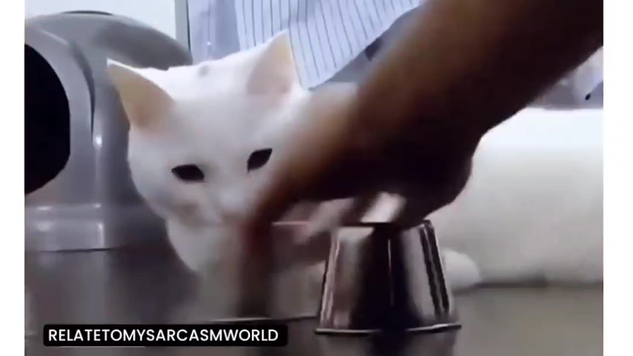 Ultra Instinct Cats