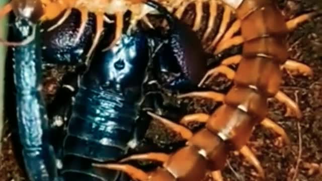 Scorpion VS Centipede, Who is the Winner_ #scorpion #centipede