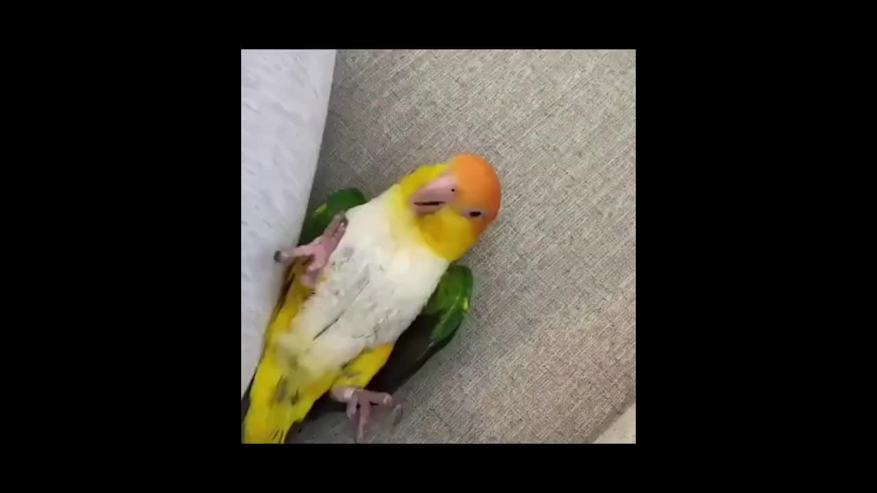 Cute parrot eating break