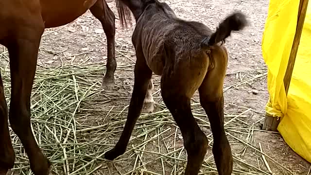 Minha potrinha estrela