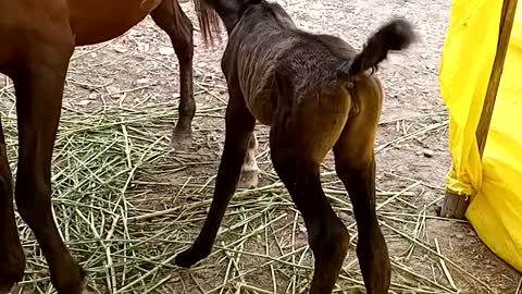 Minha potrinha estrela