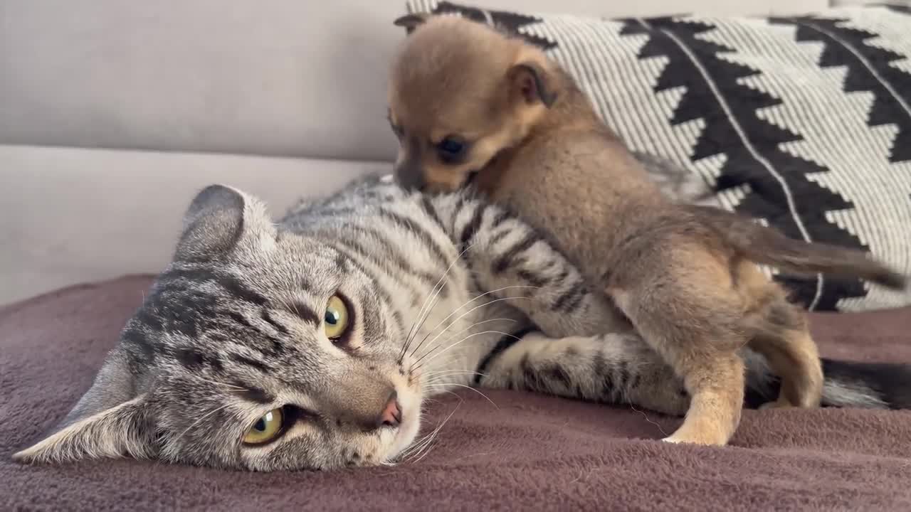 Funny Cat Reaction to Puppies [Kitty sees them for the First Time]