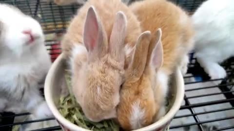 Cutest Baby Rabbits Ever! Funny and Adorable Bunny Moments