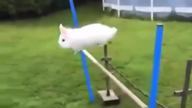 Bunny Olympics