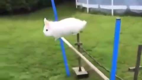 Bunny Olympics