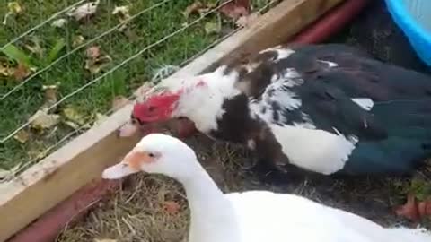 Ark of Grace Sanctuary Tales: WELCOME MAISY!!!