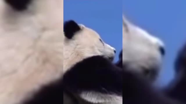 China's National Treasure Panda