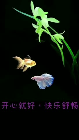 Good morning beautiful gold fish