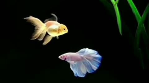 Good morning beautiful gold fish