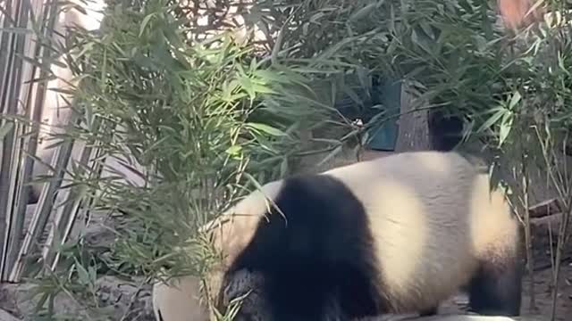 The stupid panda fell down