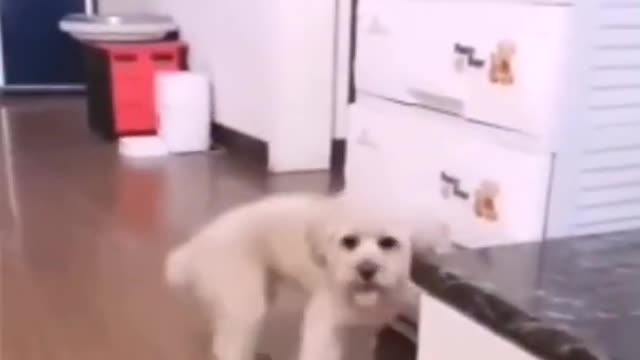 Funny Cute Dog Only Accept Money