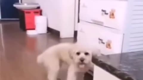 Funny Cute Dog Only Accept Money