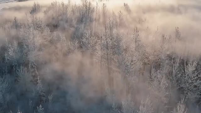 This ice covered forest is absolutely stunning 🤩 🧊❄️