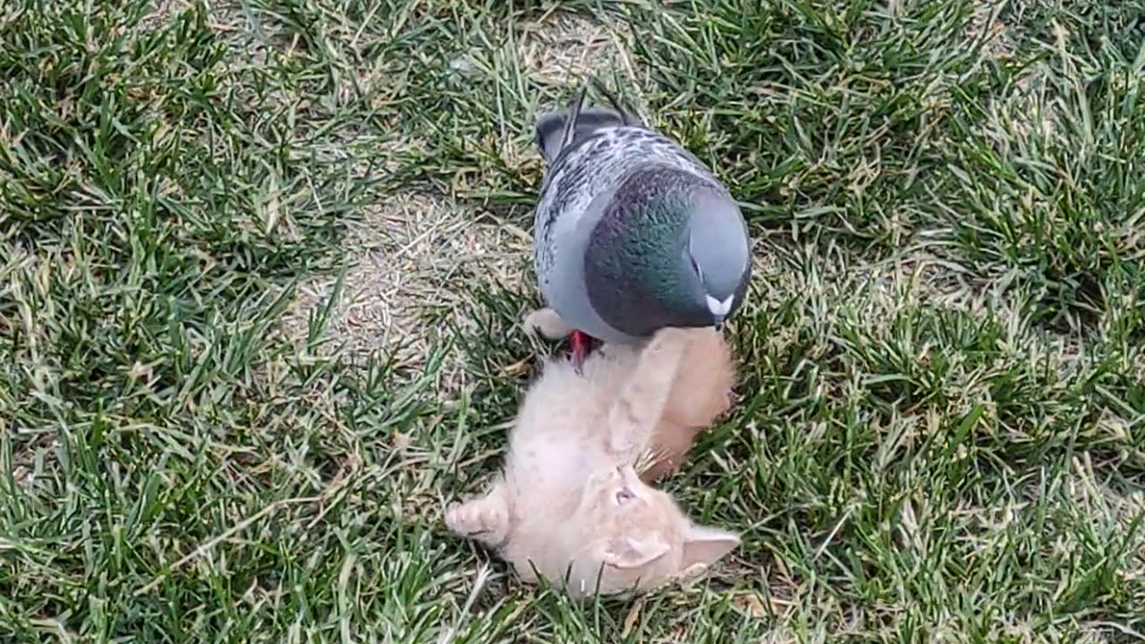 Pigeon Plays With Kitten