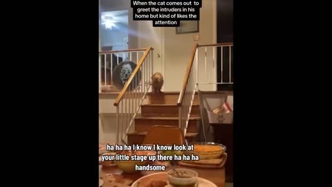 Laugh Best Funniest Animals Video 2024