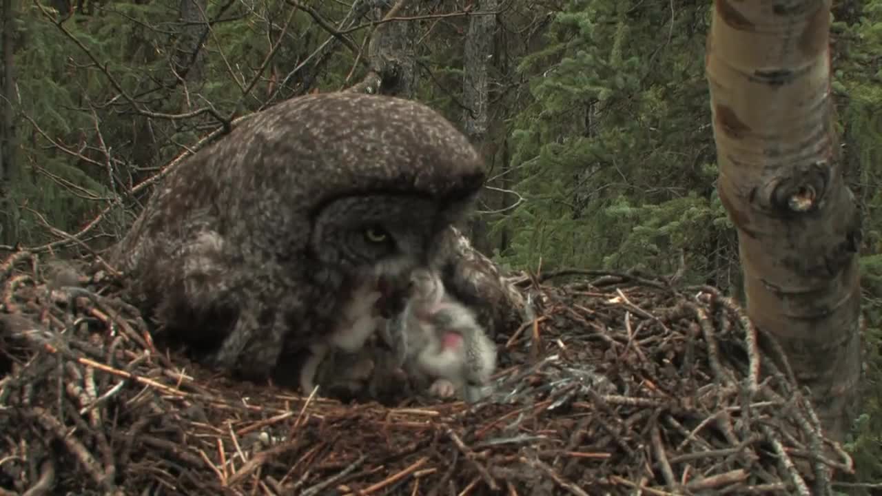 Mother owl and her family