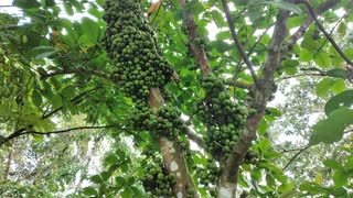 FIGS IN THE PHILIPPINES