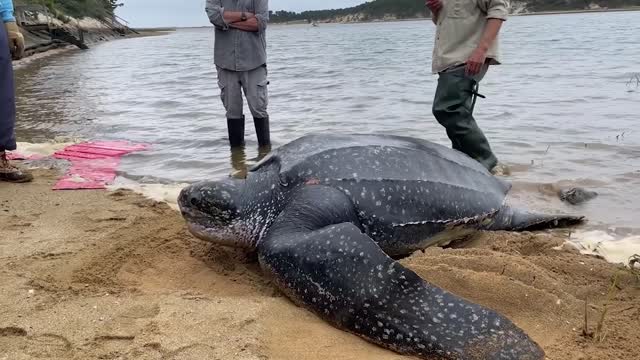 Worlds Largest Sea Turtle Rescued And Released Back Into Wild