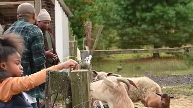 People Feeding Animals